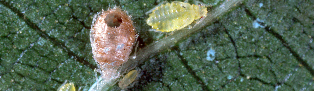 Tan-colored mummy of walnut aphid, Chromaphis juglandicola, with emergence hole of an adult parasite, Trioxys pallidus.