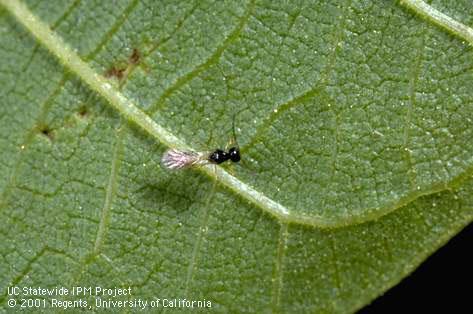 Adult Trioxys pallidus, a wasp parasite of walnut aphid, Chromaphis juglandicola.