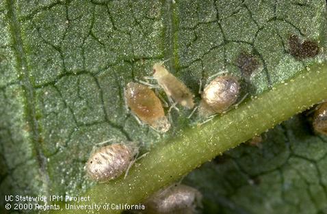 Tan aphid mummies of walnut aphid, Chromaphis juglandicola, each containing an immature parasitic wasp, Trioxys pallidus. The center aphid is not yet mummified, but is discolored because it contains a mature wasp larva partly visible through the aphid's covering.