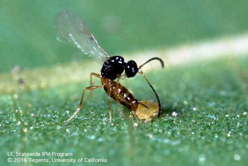 Adult Trioxys pallidus wasp laying her egg in a walnut aphid, Chromaphis juglandicola.