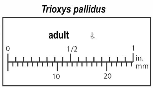 Relative size of adult Trioxys pallidus, a parasite of walnut aphids, Chromaphis juglandicola.