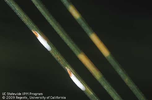 Elongate, while covers of male pine needle scales, <i>Chionaspis pinifoliae.</i> Each yellowish band on needles is where a scale previously fed.