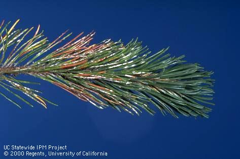 Needle dieback and pine needle scales.