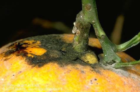 Crop damaged by citricola scale.