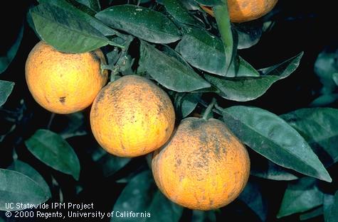 Blackish sooty mold on citrus fruit.