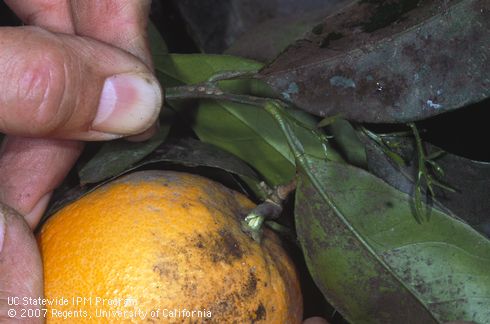 Black sooty mold on fruit and leaves of navel orange infested with citricola scale, <I>Coccus pseudomagnoliarum</I>. 