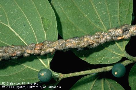 Colony of citricola scale.