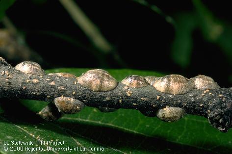 Citricola scale, <i>Coccus pseudomagnoliarum,</i> females and crawlers on a twig.