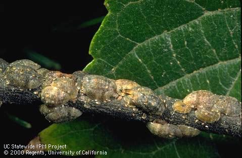 Colony of citricola scale.