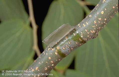 Sticky tape used to monitor citricola scale.