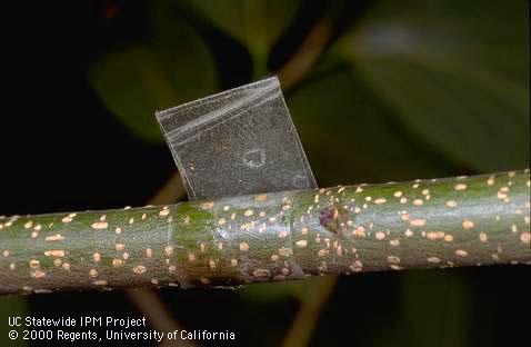 Sticky tape used to monitor citricola scale.