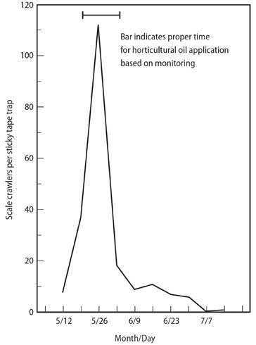 Scale crawler abundance monitored using sticky tape traps to determine the most effective time to make a foliar application of horticultural oil. Some professional managers enter their monitoring records into a computer database and summarize and analyze them using a graphical display such as this.