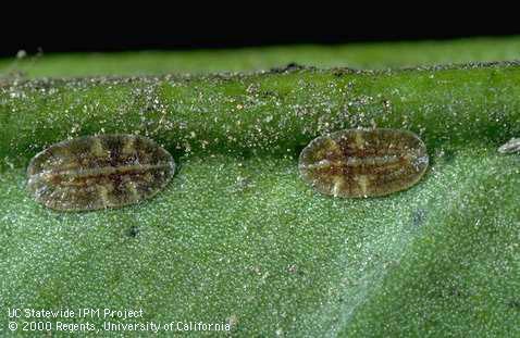 Nymph of citricola scale.