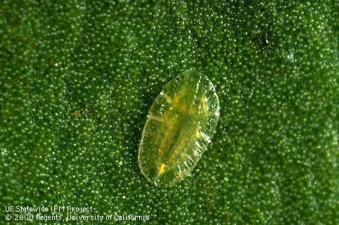 Nymph of citricola scale.