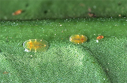  
First instars next to a leaf vein