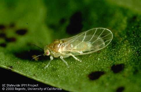 Adult peppertree psyllid, <i>Calophya rubra</i>.