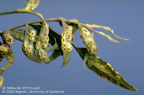 Feeding pits and distorted foliage caused by nymphs of peppertree psyllid, <i>Calophya rubra</i>.