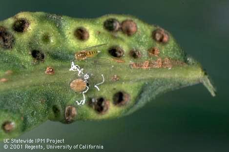 Adult peppertree psyllid, <I>Calophya rubra,</I> on leaf damaged by psyllid nymhs.