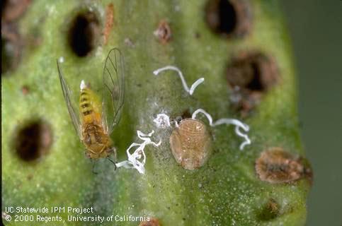 Colony of peppertree psyllid.