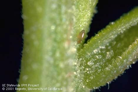 Egg of pepper tree psyllid, <i>Calophya rubra</i>.