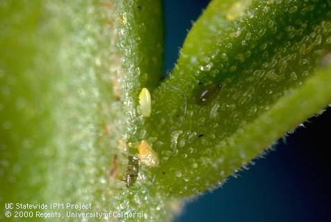 Egg of pepper tree psyllid.