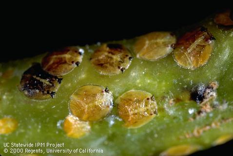 Nymph of pepper tree psyllid.