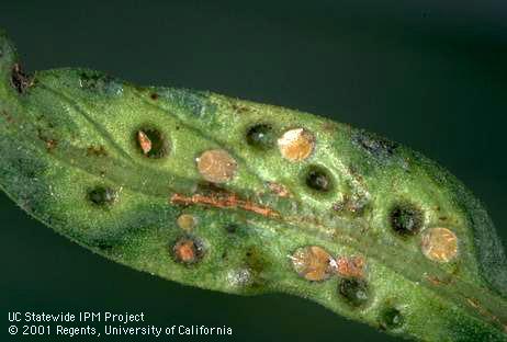 Nymphs of the peppertree psyllid, <I>Calophya rubra.</I>.