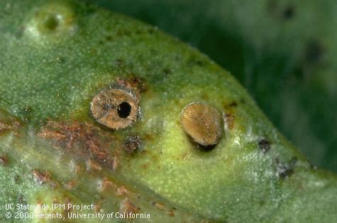 Round emergence hole of a parasitic wasp, <i>Tamarixia schina</i>, in a nymph of peppertree psyllid, <i>Schinus molle</i>.