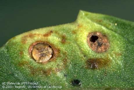 Nymph of the peppertree psyllid, <i>Calophya rubra</i>, with emergence hole of the psyllid parasite <i>Tamarixia schina</i>.