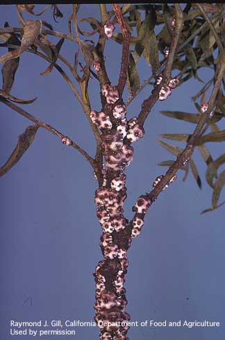 Chinese wax scales, <i>Ceroplastes sinensis,</i> on pepper tree.