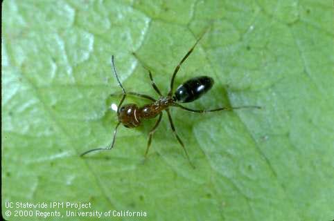 Adult bicolor pyramid ant.