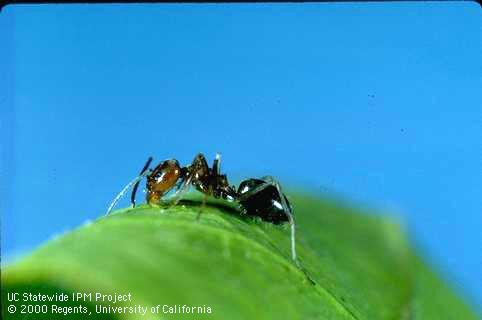 Adult bicolor pyramid ant.