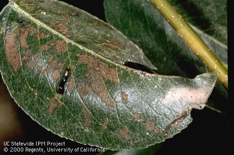 Pear sawfly, <i>Caliroa cerasi,</i> larva (cherryslug, or pearslug) and its surface chewing on a pear leaf, resulting in brown to gray patches.