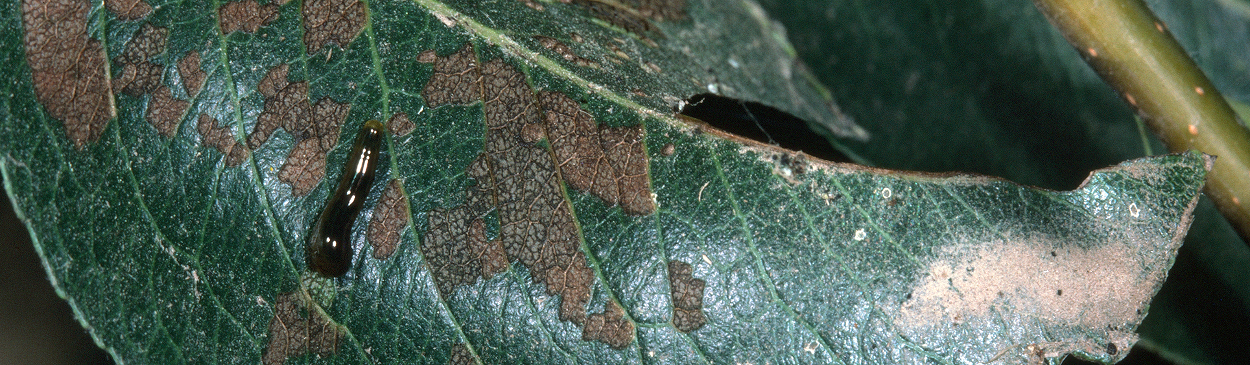 Pear sawfly, Caliroa cerasi, larva (cherryslug, or pearslug) and its surface chewing on a pear leaf, resulting in brown to gray patches.