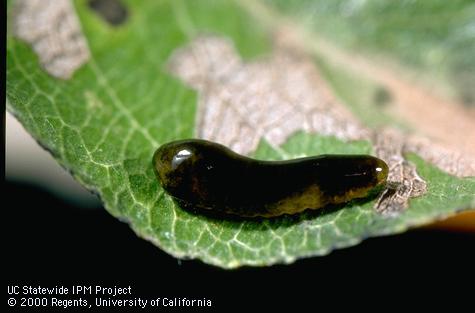 Larva of cherryslug (pearslug or pear sawfly).