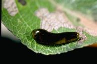 Pear slug (pear sawfly)