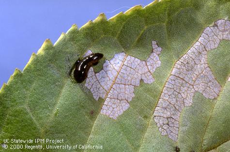 Larvae of pear sawfly, also known as cherryslug or pearslug, leave behind lower epidermis and leaf veins when feeding on leaves.