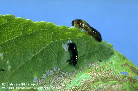 Larvae of pear sawfly, also known as cherryslug or pearslug, leave behind lower epidermis and leaf veins when feeding on leaves.