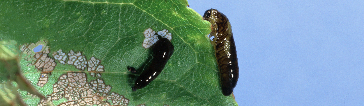 Larvae of pear sawfly, also known as cherryslug or pearslug, leave behind lower epidermis and leaf veins when feeding on leaves.