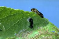 Pear sawfly