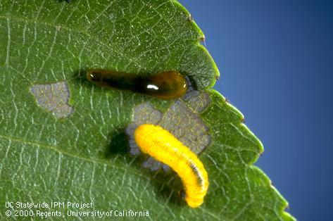 Pear sawfly larvae, also known as cherryslug or pearslug, and feeding damage; mature larvae do not have dark slimy coating.