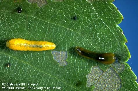 Feeding damage and larvae of pear sawfly, <i>Caliroa cerasi,</i> also known as the cherryslug or pearslug; except for shortly after hatching and when mature, as with the yellow prepupa (photo left), larvae have a dark, slimy coating.