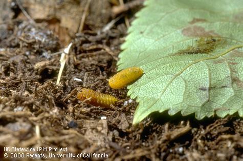 Prepupae (mature larvae) of the pear sawfly, <i>Caliroa cerasi,</i> also known as the cherryslug or pearslug.