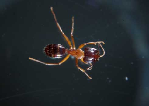 Worker ant from the species <I>Camponotus clarithorax.</I>.