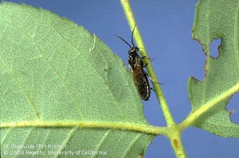 Adult bristly roseslug, <i>Cladius difformis,</i> a sawfly.