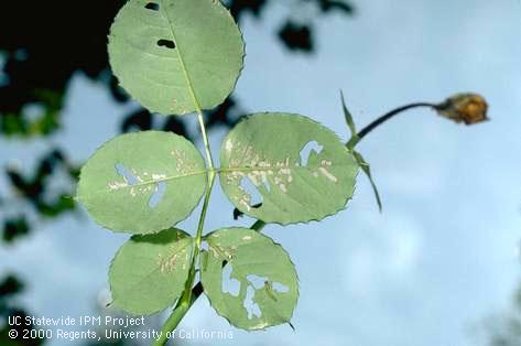 Chewing damage on the under surface of leaflets and holes from feeding by larvae of the bristly roseslug, <i>Cladius difformis,</i> a sawfly.