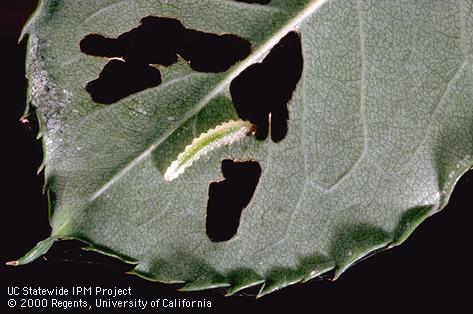 A bristly roseslug, <i>Cladius difformis,</i> sawfly larva feeding on the underside of a rose leaflet and holes it chewed.