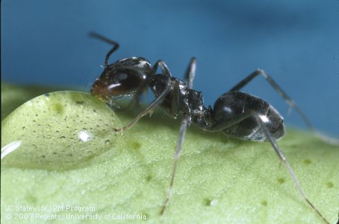 Adult pyramid ant.