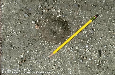 Mound of soil at nest entrance.