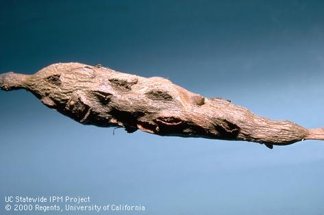 Crop damaged by oak gall wasp.